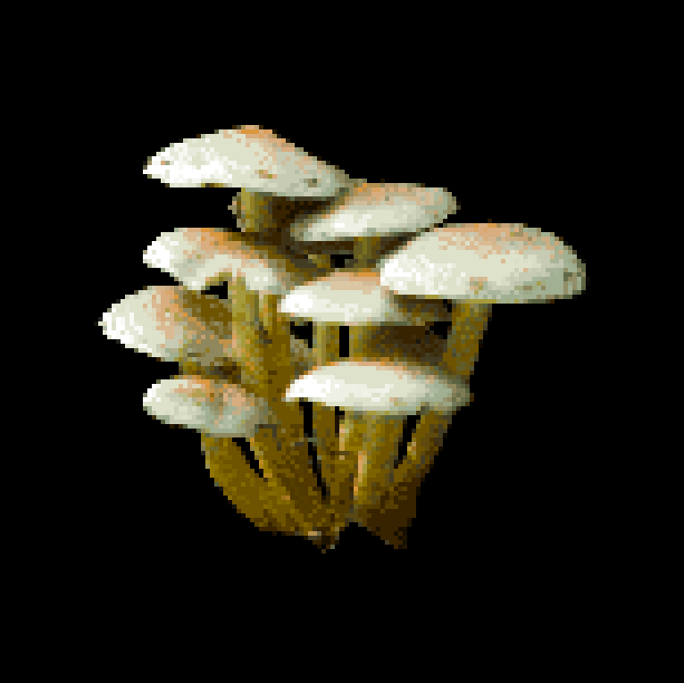 Mushrooms