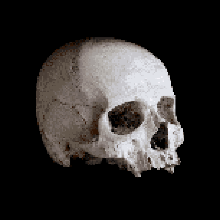 Human skull