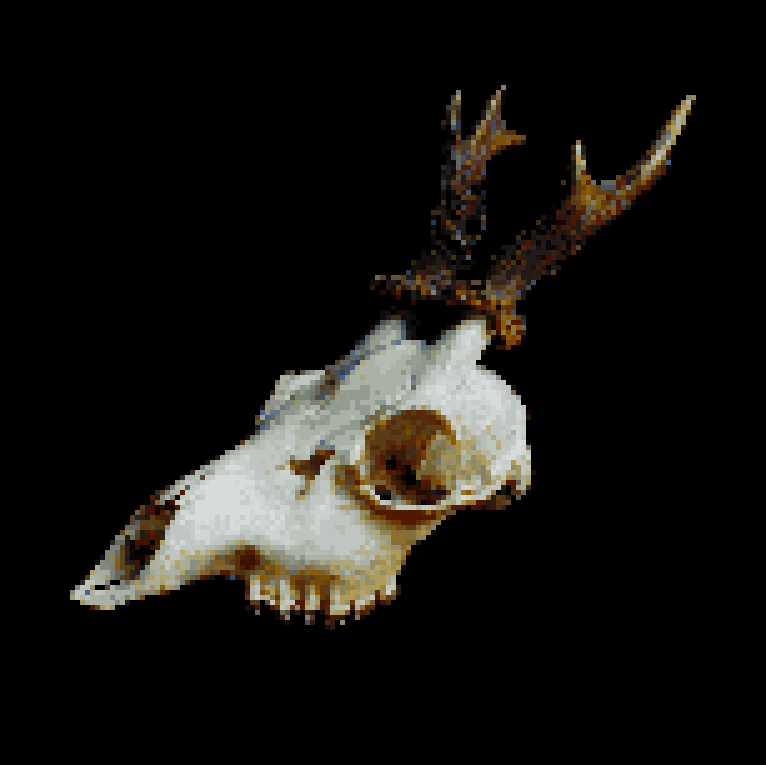 Deer skull